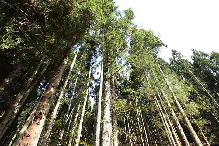 森林・木材産業活性化事業の様子